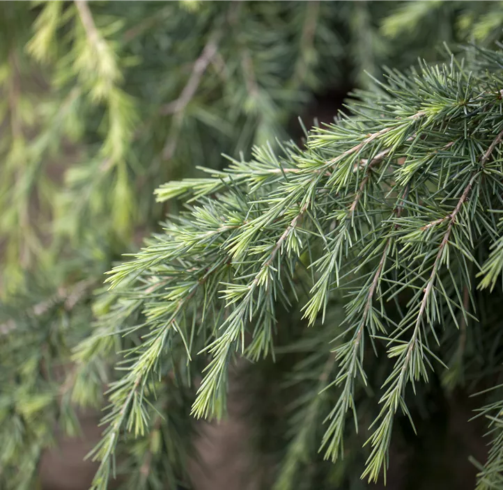 Himalaya-Zeder 'Feelin´ Blue' Bonsai