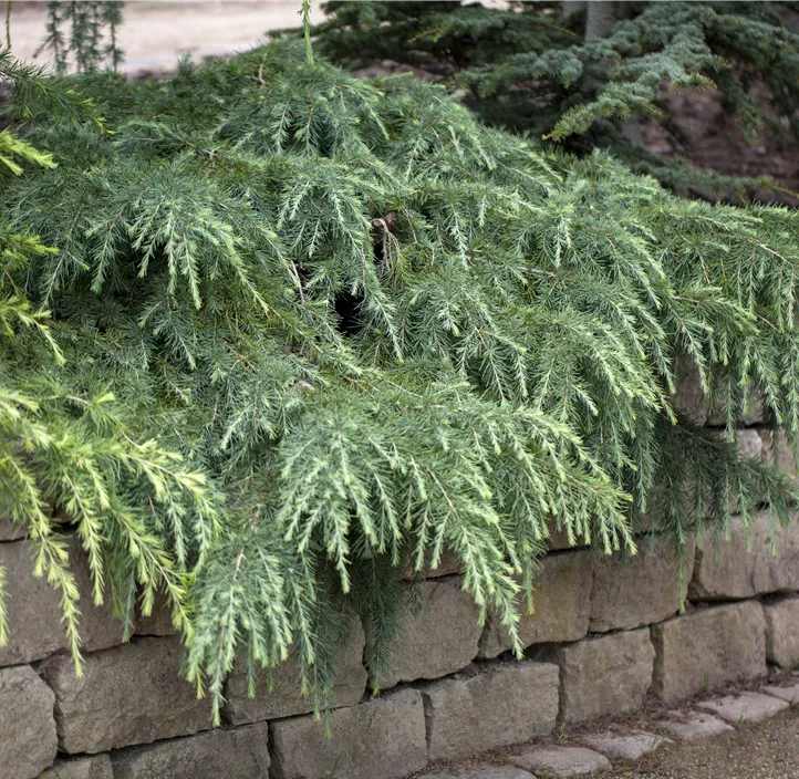 Himalaya-Zeder 'Feelin´ Blue' Bonsai