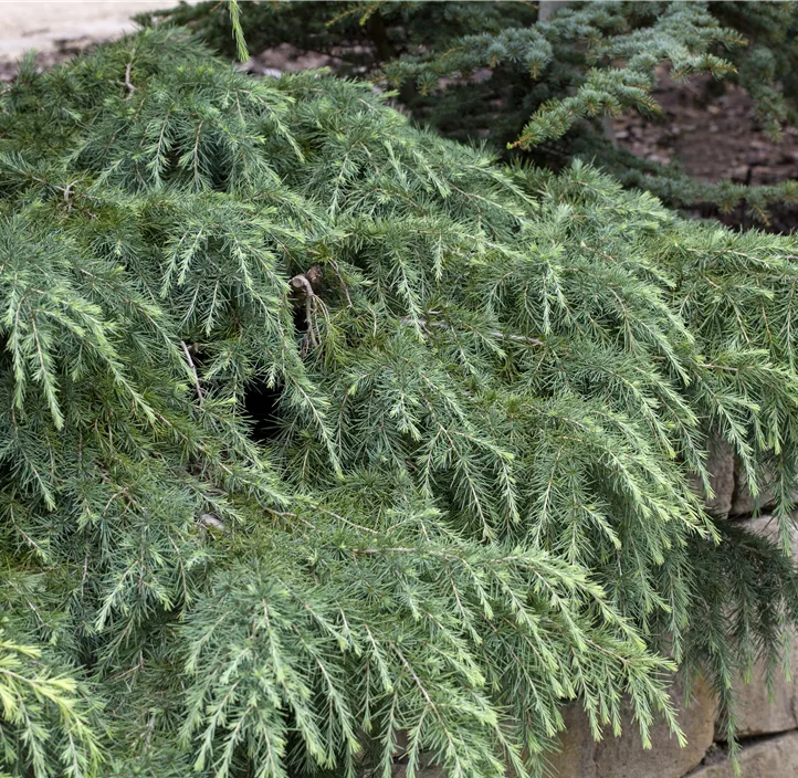 Himalaya-Zeder 'Feelin´ Blue' Bonsai