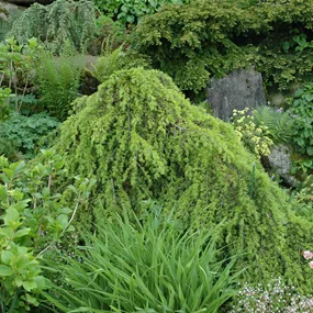 Cedrus deodara pendula