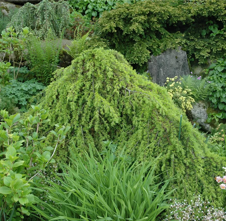 Hänge-Himalaya-Zeder 'Pendula'