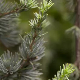 Cedrus libani 'Glauca'