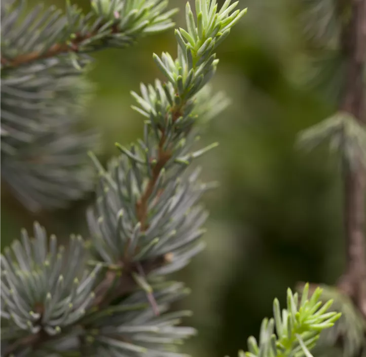 Libanon-Zeder 'Glauca'