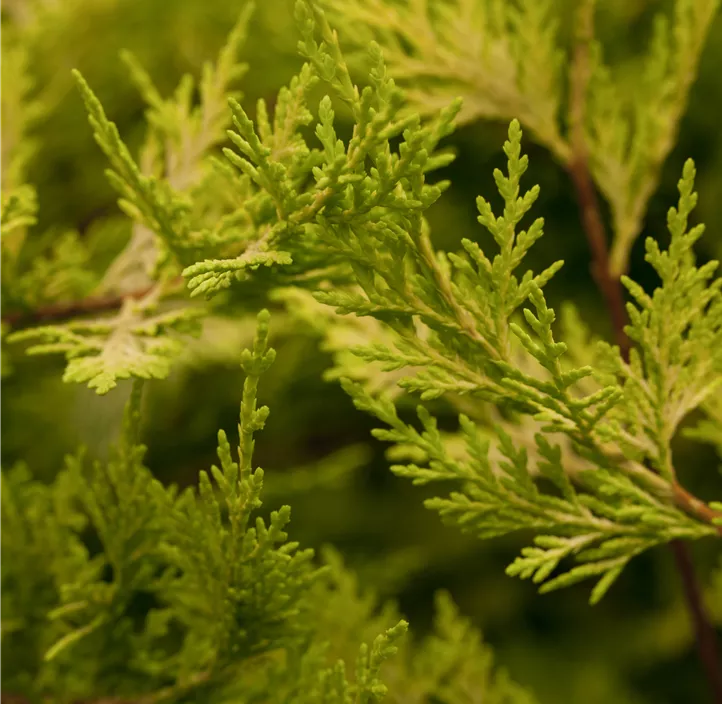 Gelbe Baumzypresse 'Castlewellan Gold Bonsai'