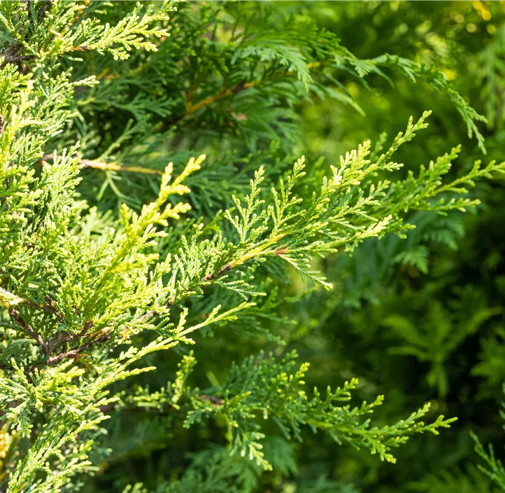 Gelbe Baumzypresse 'Castlewellan Gold Bonsai'