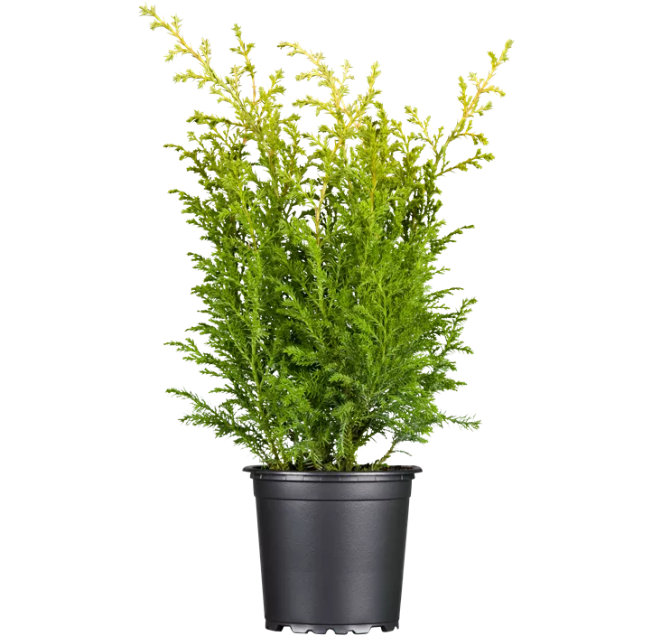 Gelbe Mooszypresse 'Plumosa Aurea'