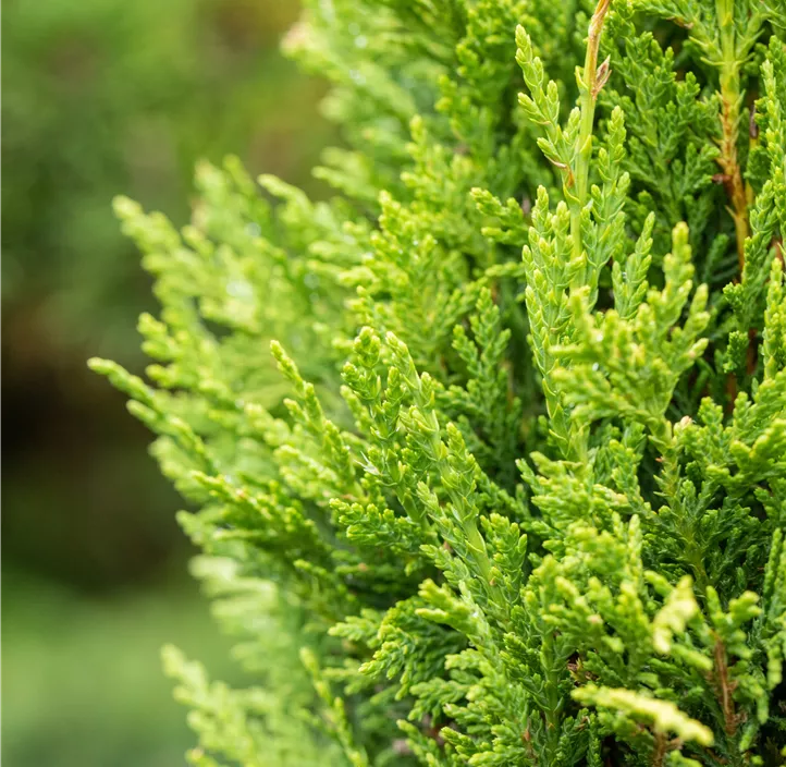 Gelbe Baumzypresse 'Castlewellan Gold Bonsai'