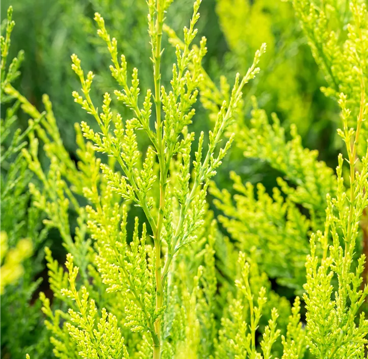 Gelbe Baumzypresse 'Castlewellan Gold Bonsai'