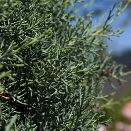 Cupressus arizonica Glauca Bonsaischale