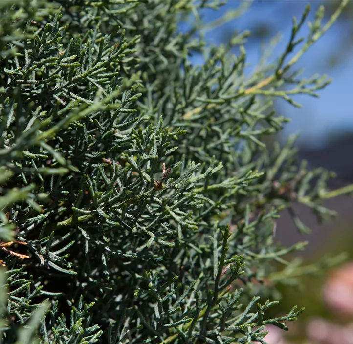 Blaue Arizona-Zypresse 'Glauca'