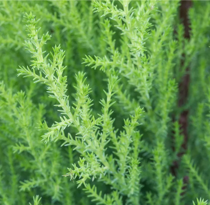 Zimmerzypresse 'Goldcrest' Spirale