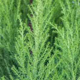 Cupressus Goldcrest Halbstamm