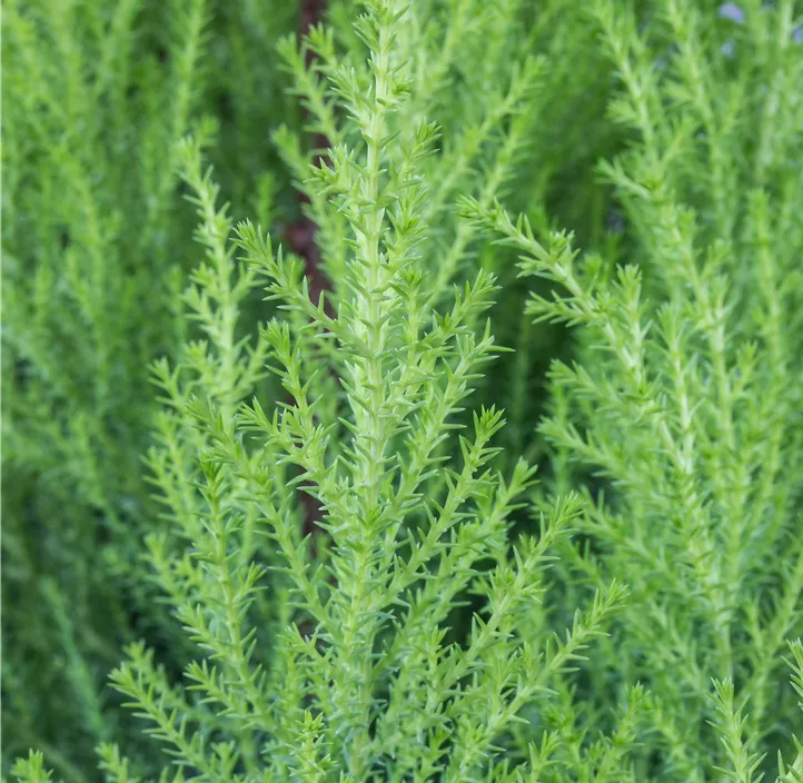 Zimmerzypresse 'Goldcrest' Spirale