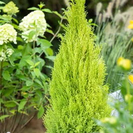 Cupressus Goldcrest Spirale