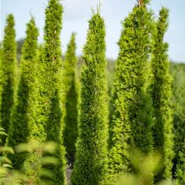 Cupressus sempervirens Totem