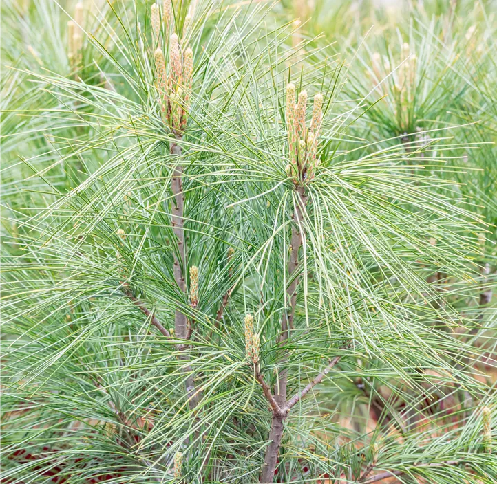 Kleine Tränenkiefer 'Densa Hill'