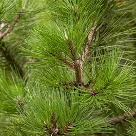 Pinus nigra nigra (Keltischer Baumkreis)