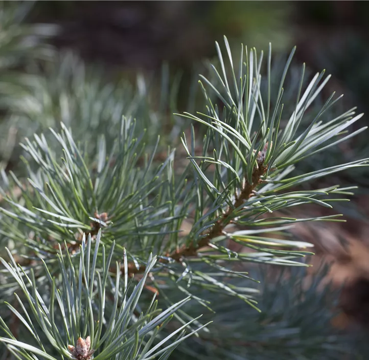 Wald-Kiefer 'Glauca'