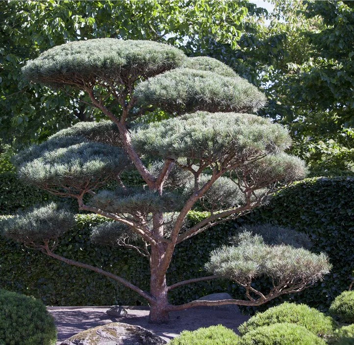 Wald-Kiefer 'Glauca'