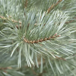 Pinus sylvestris Glauca