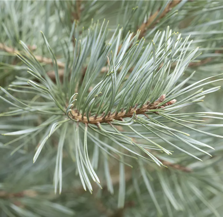 Wald-Kiefer 'Glauca'