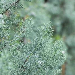 Cupressus arizonica Fastigiata Glauca Pompon