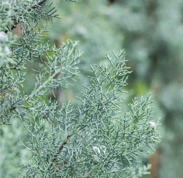 Blaue Arizona-Zypresse 'Glauca' Spirale