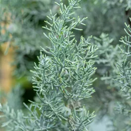 Cupressus arizonica Glauca Halbstamm