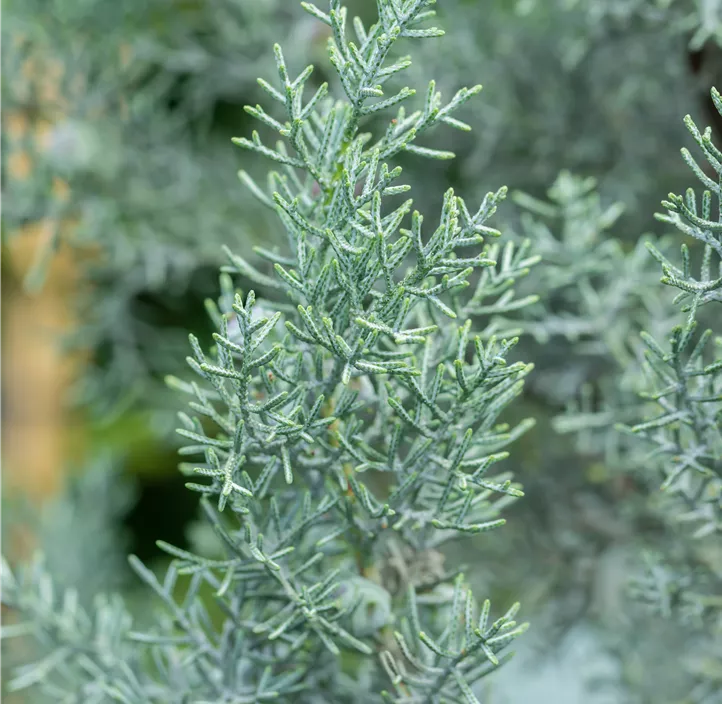 Blaue Arizona-Zypresse 'Glauca' Spirale