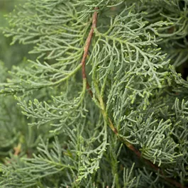 Juniperus virginiana Grey Owl Bonsai S-Form