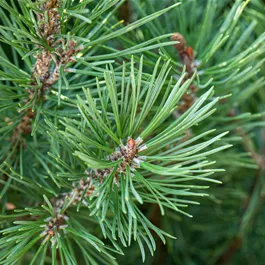 Pinus pinea 3 Stämme