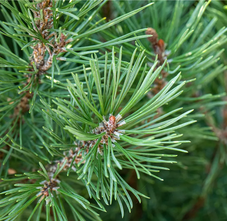 Pinie 'Silver Crest'