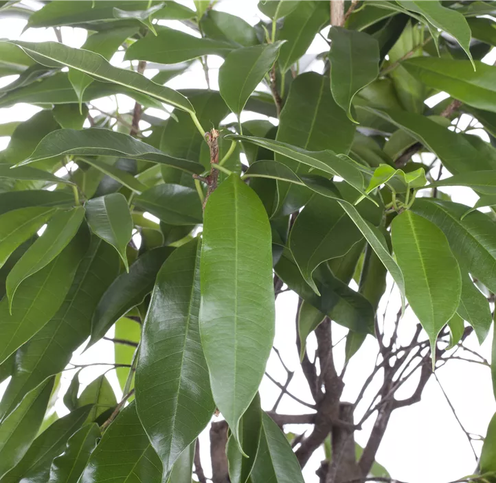 Schmalblättriger Gummibaum 'Amstel King'