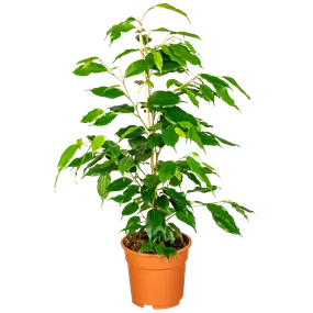 Ficus benjamina exotica geflochten