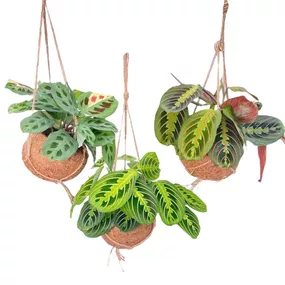 Maranta mix in Kokodama