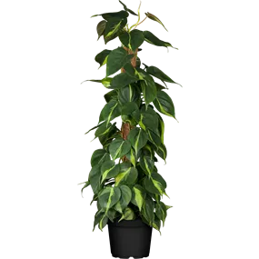 Philodendron scandens Brasil auf Moosstab