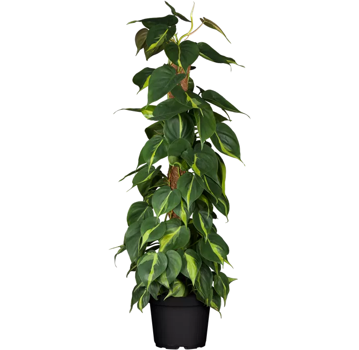 Kletternder Philodendron 'Brasil'