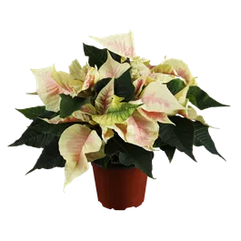 Euphorbia pulcherrima, 13 cm