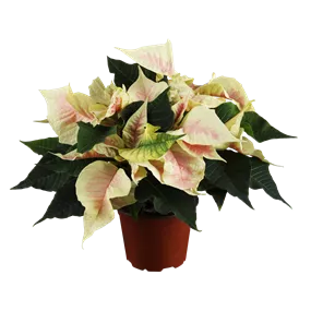 Euphorbia pulcherrima, 13 cm