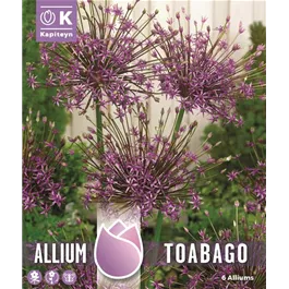 Allium 'Toabago'