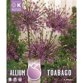 Allium 'Toabago'