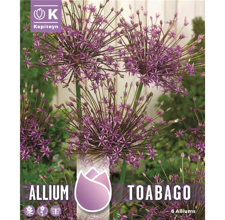 Allium 'Toabago'