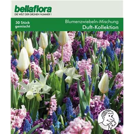 Blumenzwiebel Duft-Kollektion