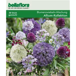 Blumenzwiebel Mischung Allium Kollektion