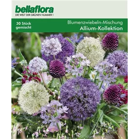 Blumenzwiebel Mischung Allium Kollektion