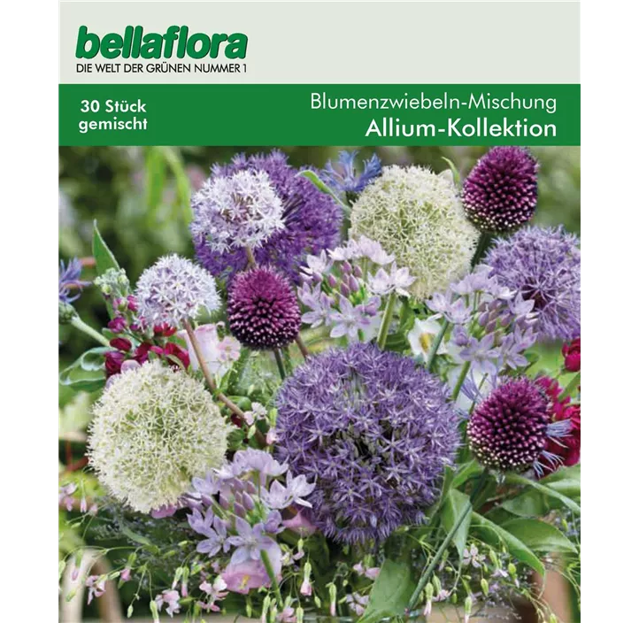 Blumenzwiebel Mischung Allium Kollektion