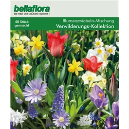 Blumenzwiebel Wildblumen-Kollektion