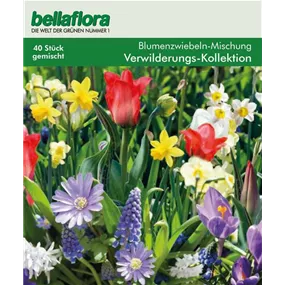 Blumenzwiebel Wildblumen-Kollektion