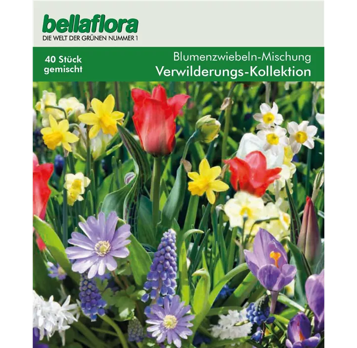 Blumenzwiebel Wildblumen-Kollektion