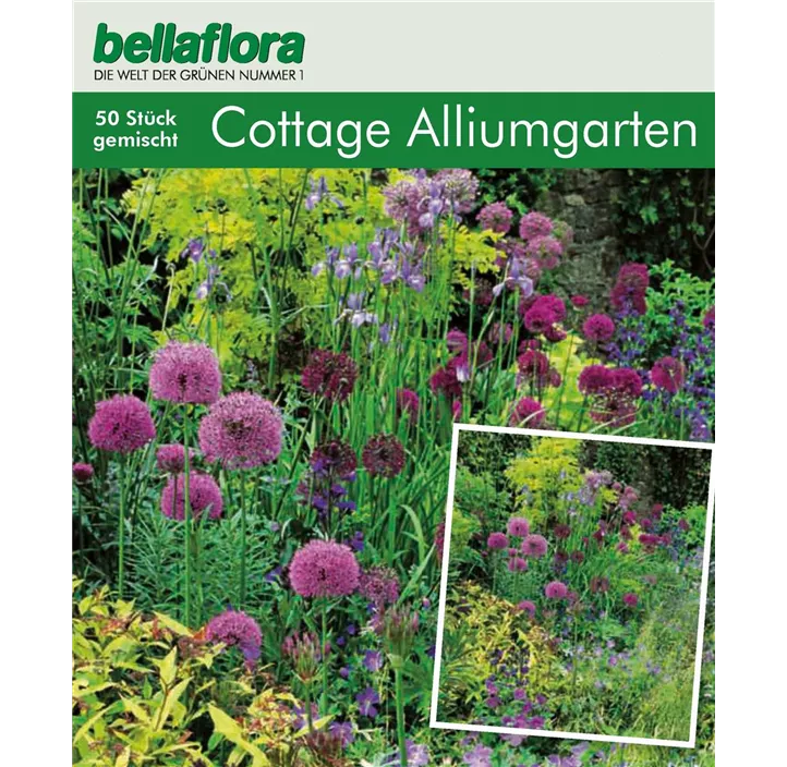 Cottage Garden Allium Collection